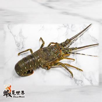 台灣野生活凍龍蝦(155g/尾)