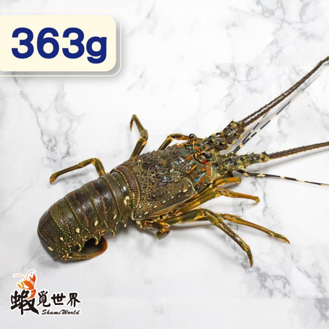 台灣野生活凍龍蝦(363g/尾)