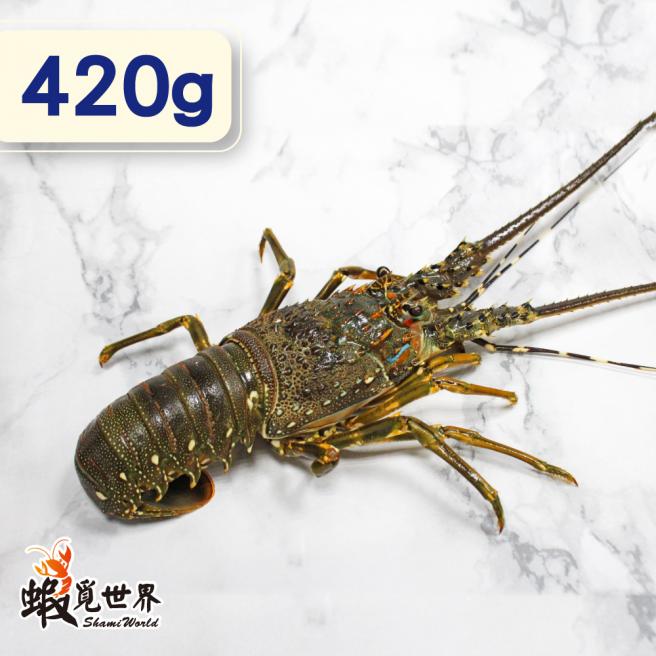 台灣野生活凍龍蝦(420g/尾)