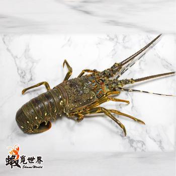 台灣野生活凍龍蝦(221g/尾)