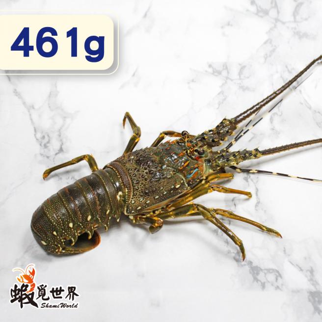 台灣野生活凍龍蝦(461g/尾)