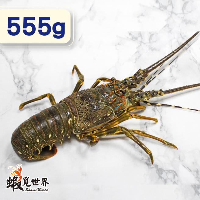 台灣野生活凍龍蝦(555g/尾)