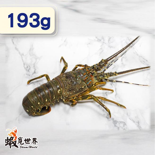 台灣野生活凍龍蝦(193g/尾)