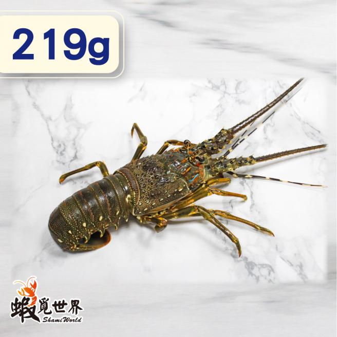 台灣野生活凍龍蝦(219g/尾)