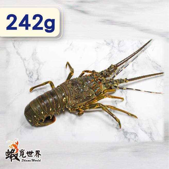 台灣野生活凍龍蝦(242g/尾)