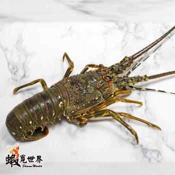 台灣野生活凍龍蝦(527g/尾)