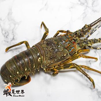 台灣野生活凍龍蝦(657g/尾)