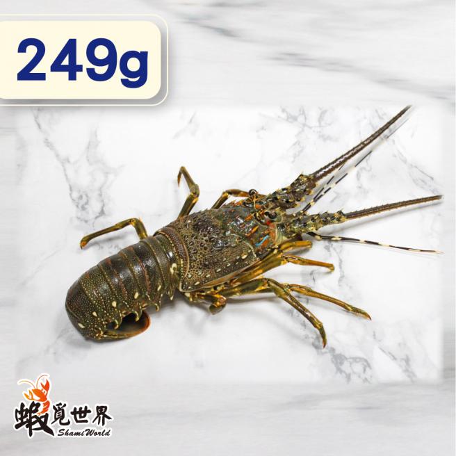 台灣野生活凍龍蝦(249g/尾)