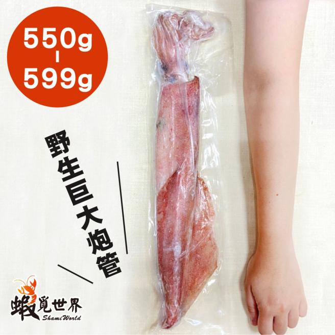 台灣野生砲管(550-599g)