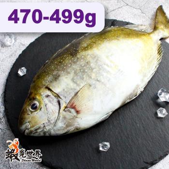 台灣野生象魚(臭肚)(470-499g)