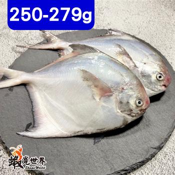 台灣野生小白鯧(250/279g)