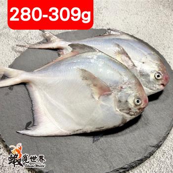 台灣野生小白鯧(280/309g)