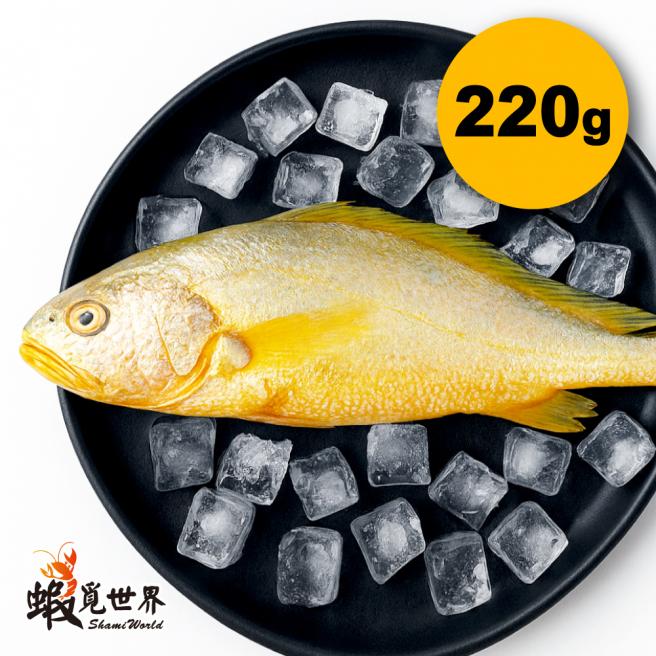 台灣野生黃魚(220g/尾)