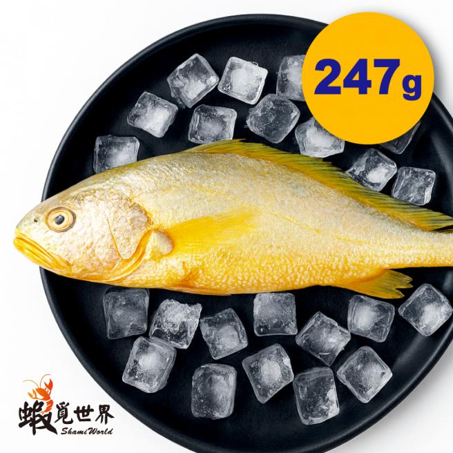 台灣野生黃魚(247g/尾)