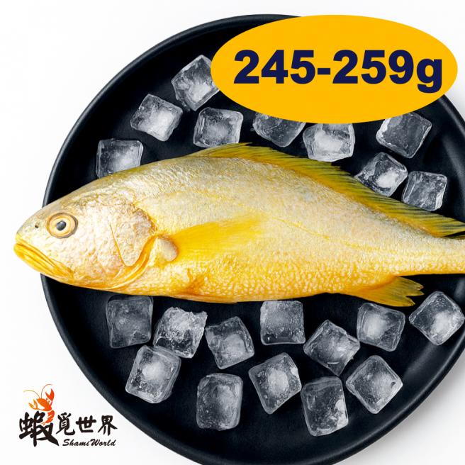 台灣野生黃魚(245-259g/尾)