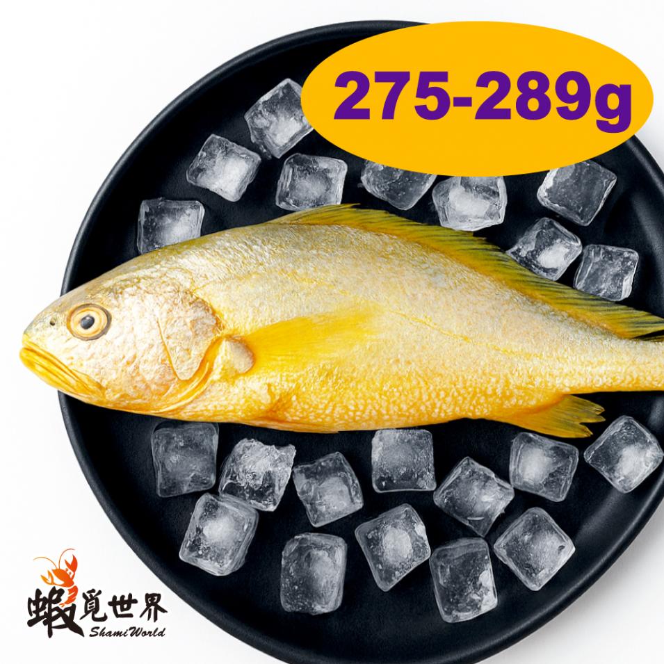 台灣野生黃魚(275-289g/尾)