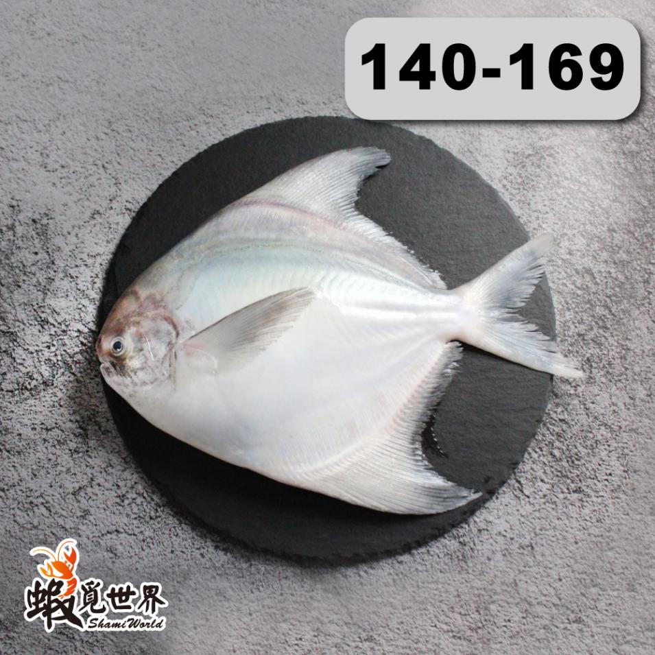 台灣野生白鯧(S)(140-169g/尾)