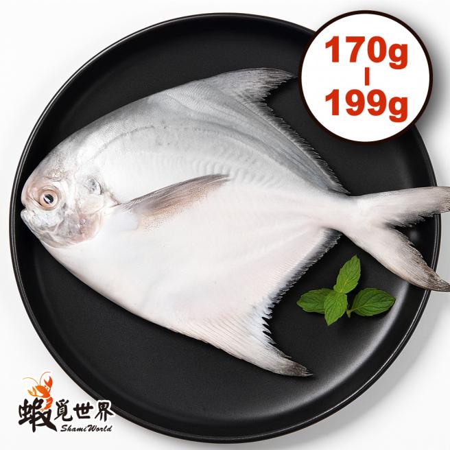 台灣野生白鯧(170-199g/尾)