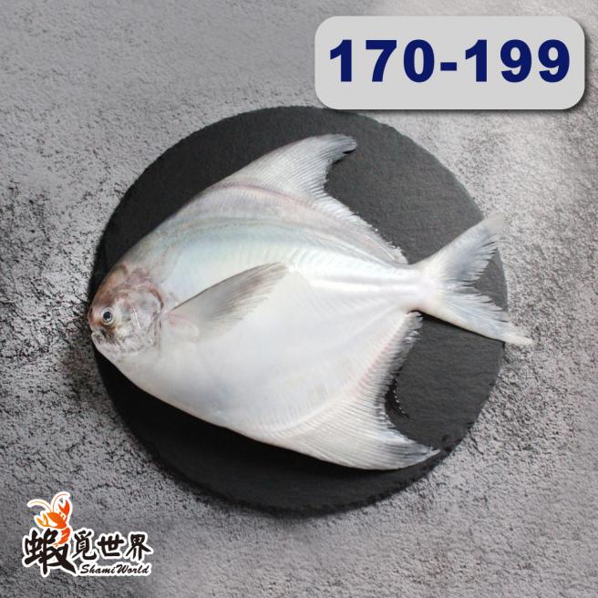 台灣野生白鯧(S)(170-199g/尾)