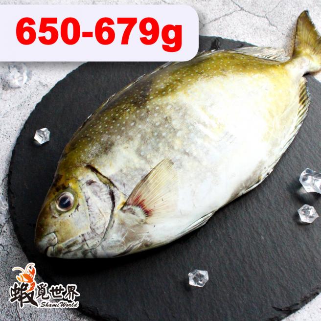 台灣野生象魚(臭肚)(650/679g)