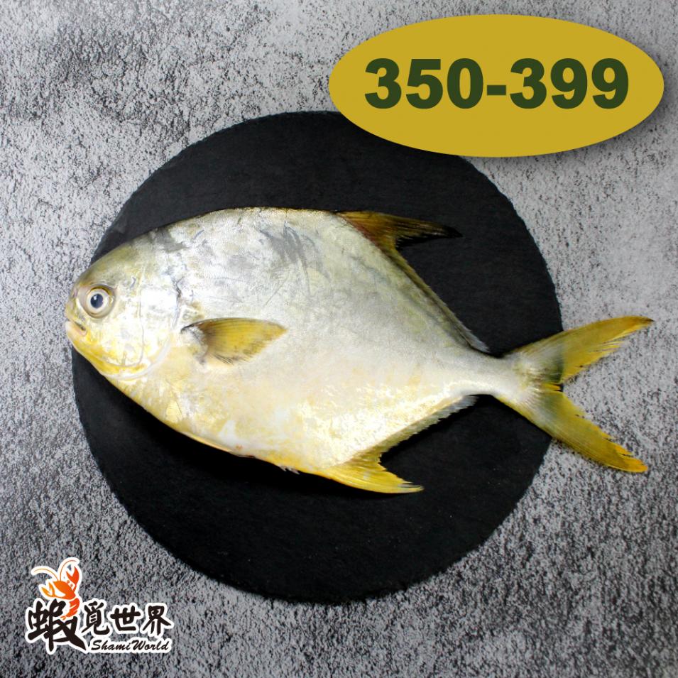台灣野生黃金鯧(350-399/尾)