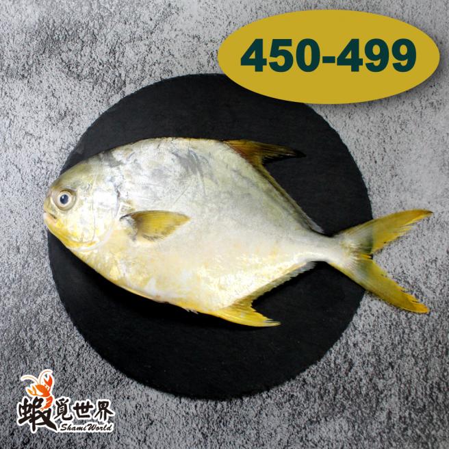 台灣野生黃金鯧(450-499/尾)