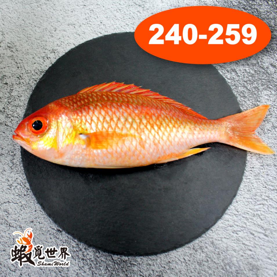 台灣野生海鯽魚(240-259/尾)