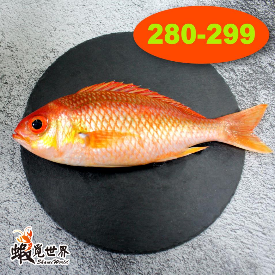 台灣野生海鯽魚(280-299/尾)