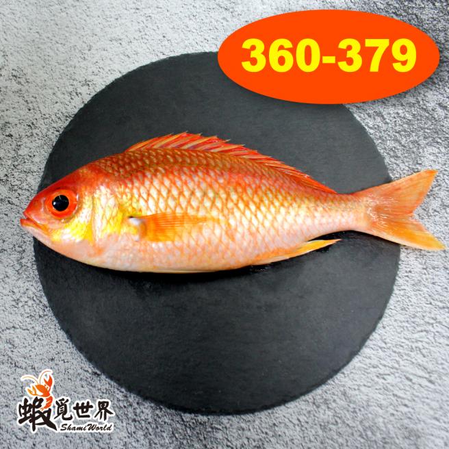 台灣野生海鯽魚(360-379/尾)