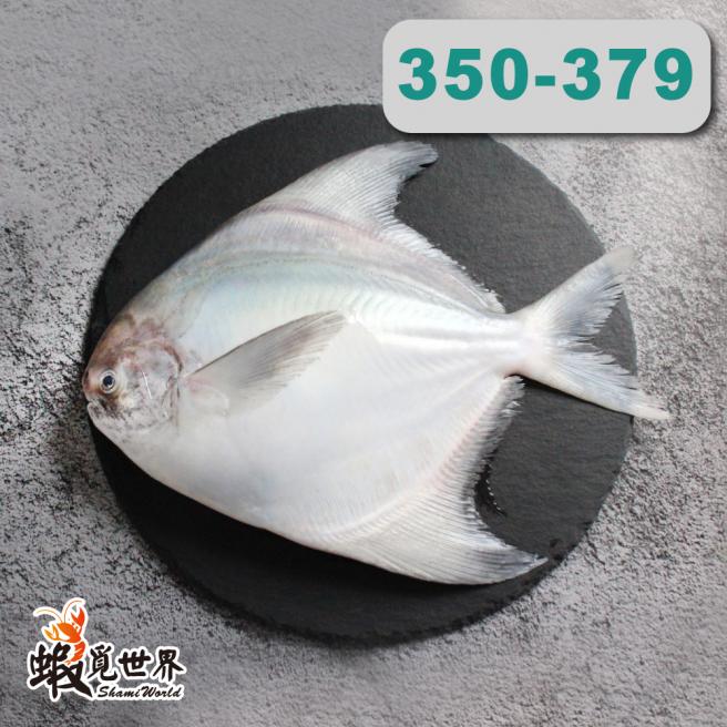 台灣野生白鯧(S)(350-379g/尾)