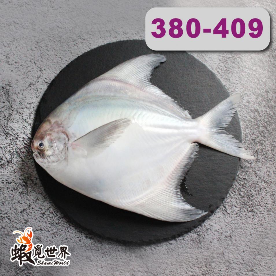 台灣野生白鯧(S)(380-409g/尾)