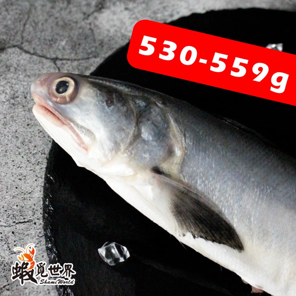 台灣野生午仔魚(530/559g)