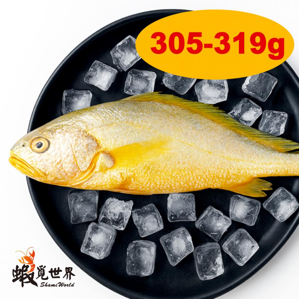 台灣野生黃魚(305-319g/尾)