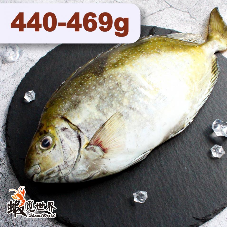 台灣野生象魚(臭肚)(440/469g)