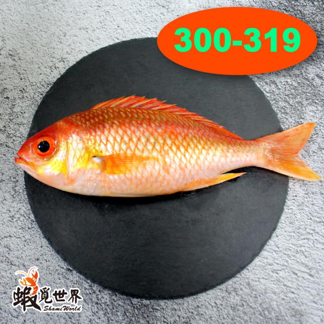 台灣野生海鯽魚(300-319/尾)