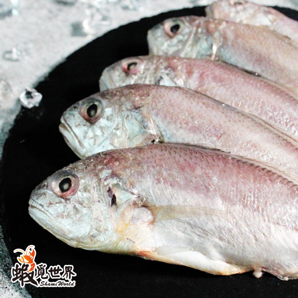 台灣野生帕頭仔(350g)