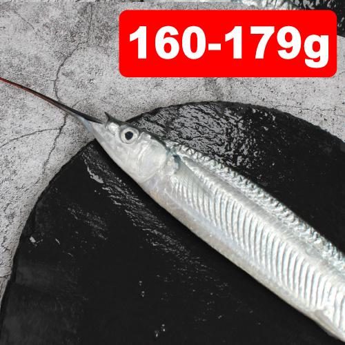 台灣野生水針魚(160-179g/尾)