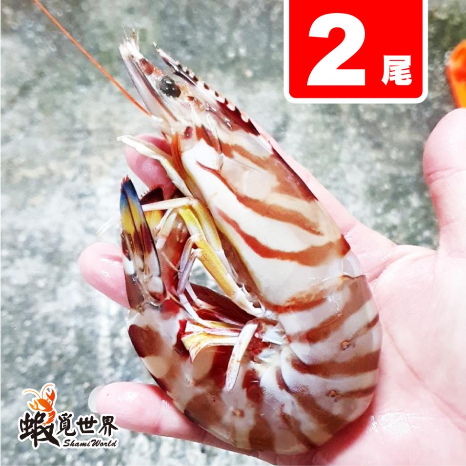 2尾/活凍野生明蝦(300g)