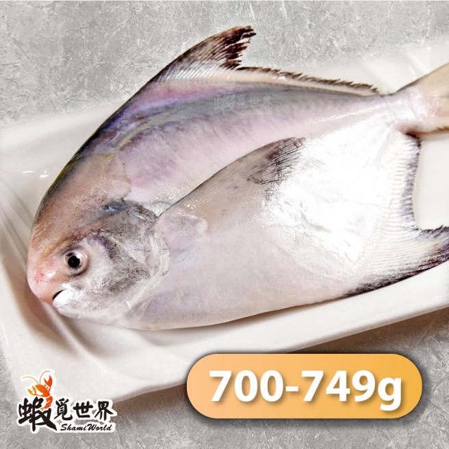 台灣野生白鯧(700-749g/尾)