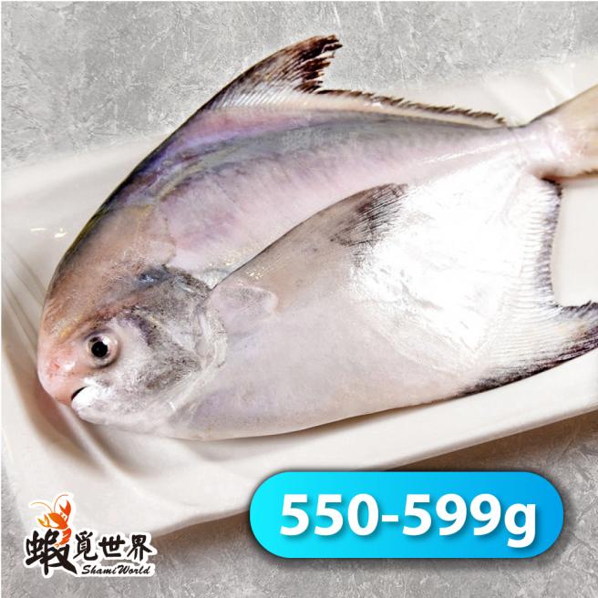 台灣野生白鯧(550-599g/尾)