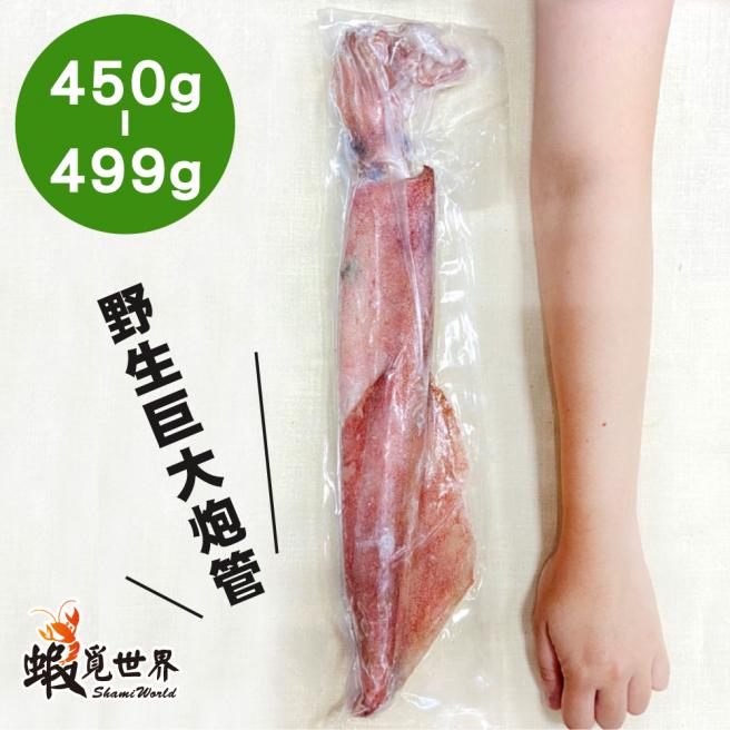 台灣野生砲管(450-499g)