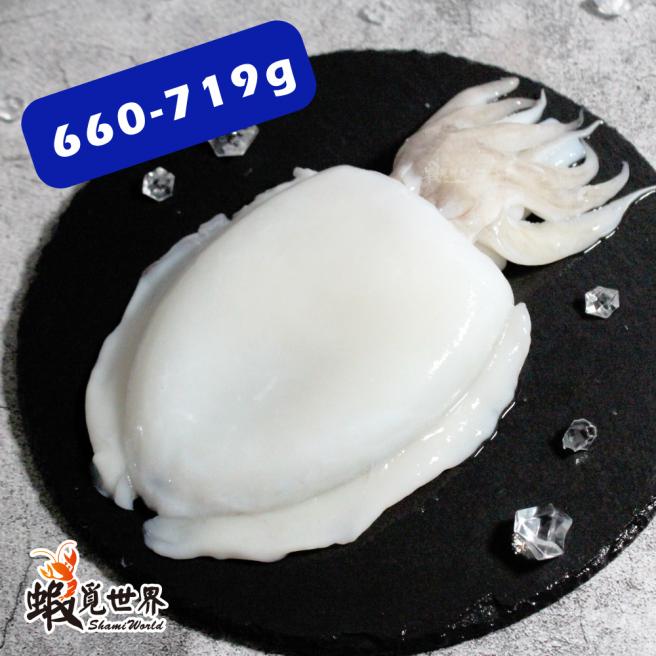 台灣野生花枝(660-719g)