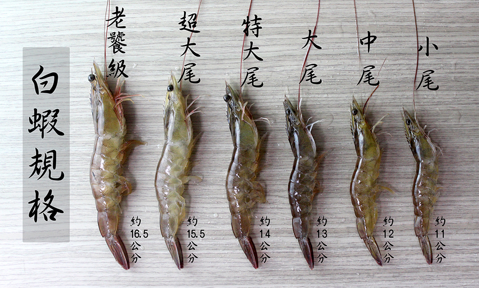 白蝦規格