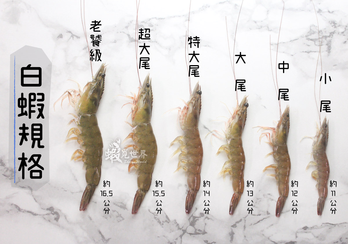 白蝦規格1-1.jpg