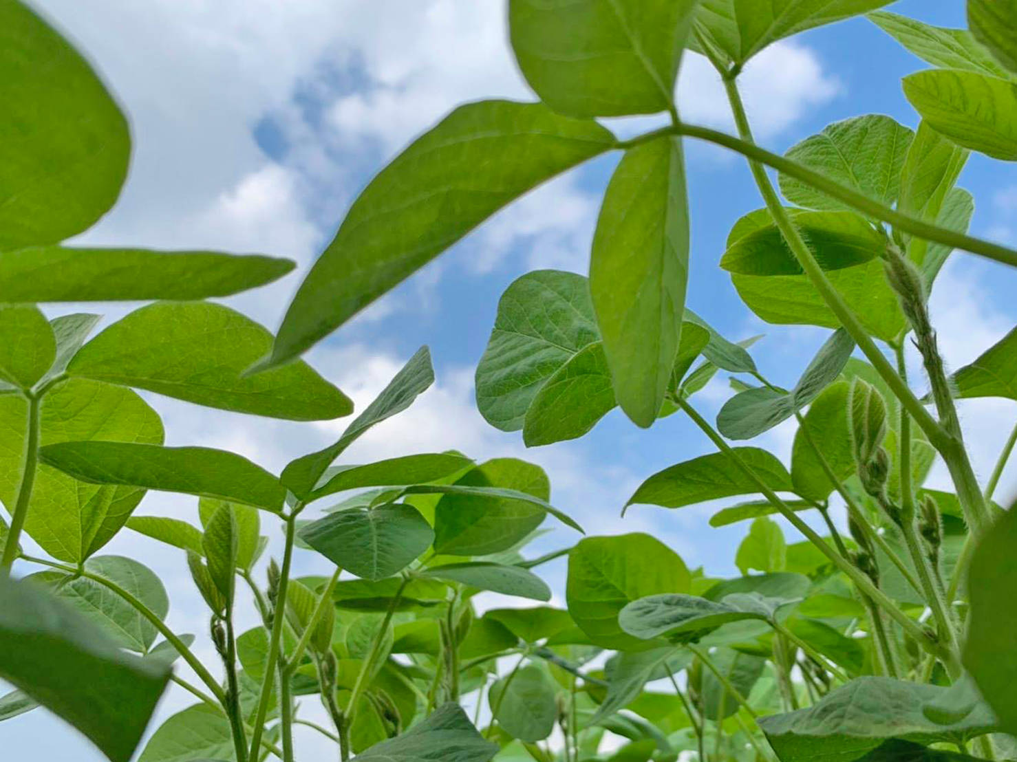 農場作息與毛豆種植過程