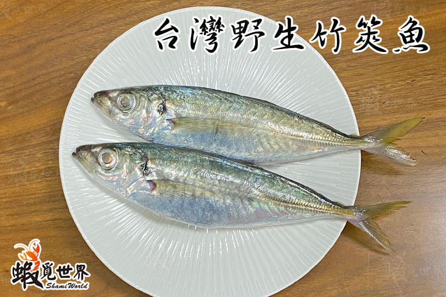 台灣野生竹筴魚
