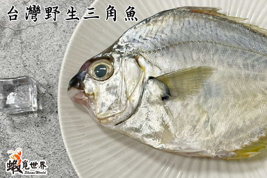 台灣野生三角魚 台灣野生三角魚
