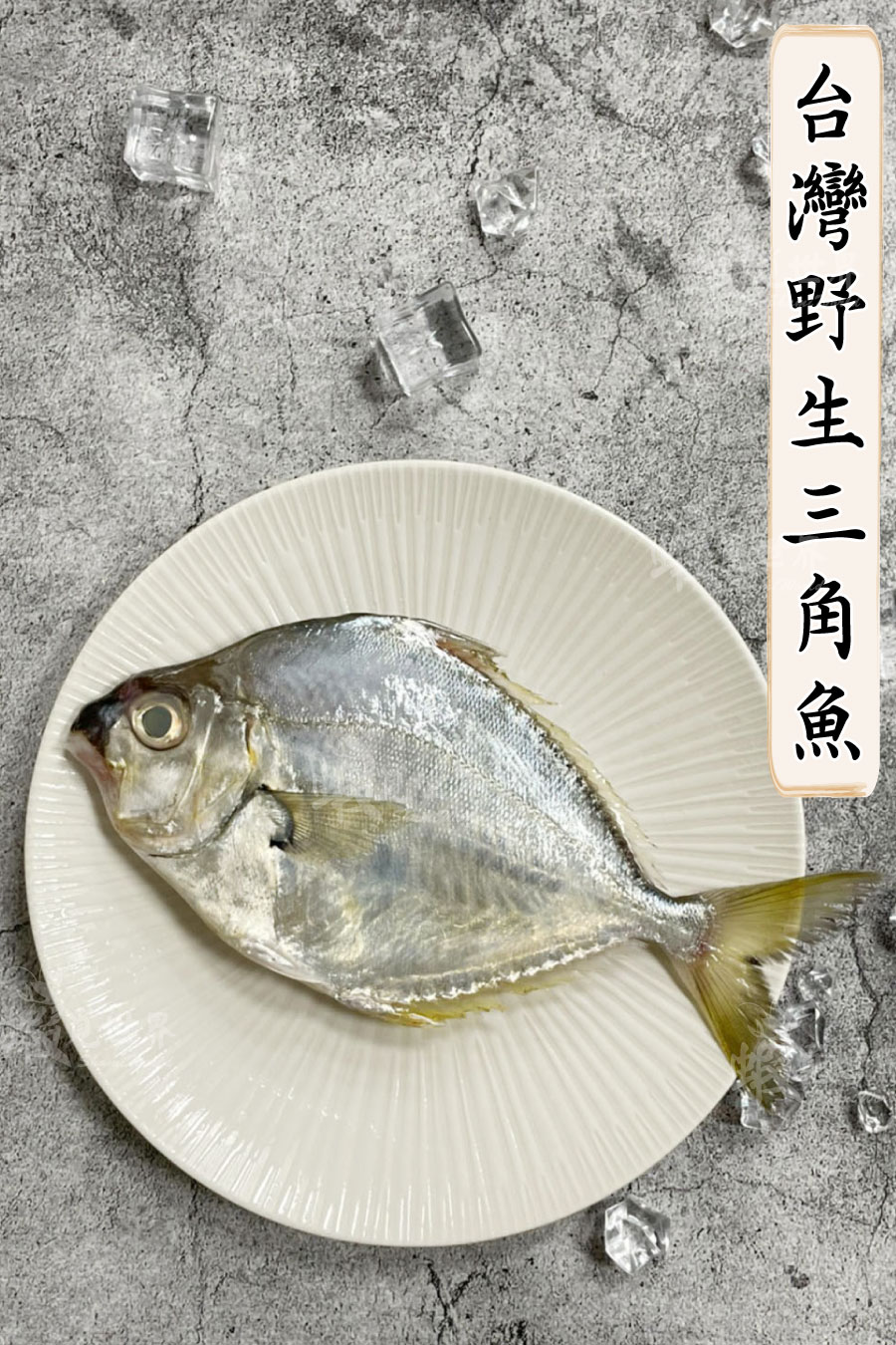 台灣野生三角魚 台灣野生三角魚