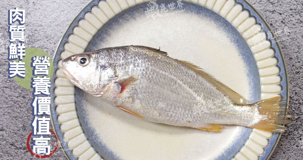 台灣野生春子魚